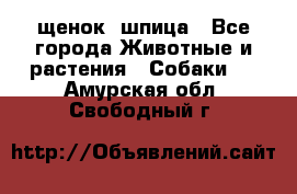 щенок  шпица - Все города Животные и растения » Собаки   . Амурская обл.,Свободный г.